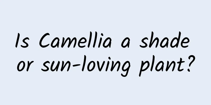 Is Camellia a shade or sun-loving plant?