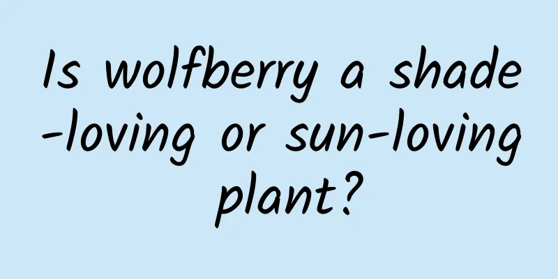Is wolfberry a shade-loving or sun-loving plant?