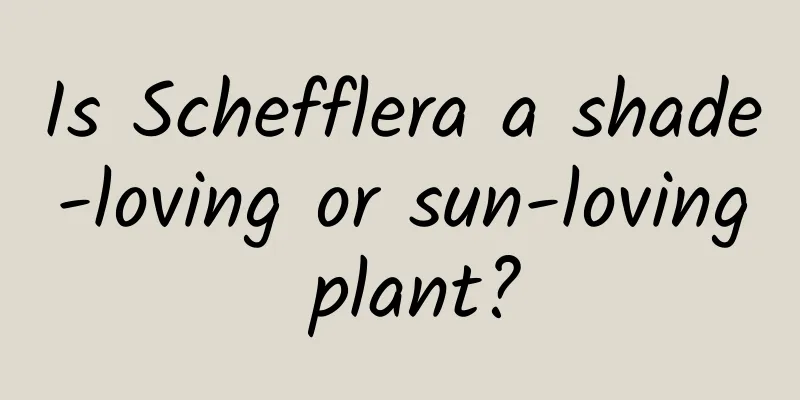 Is Schefflera a shade-loving or sun-loving plant?