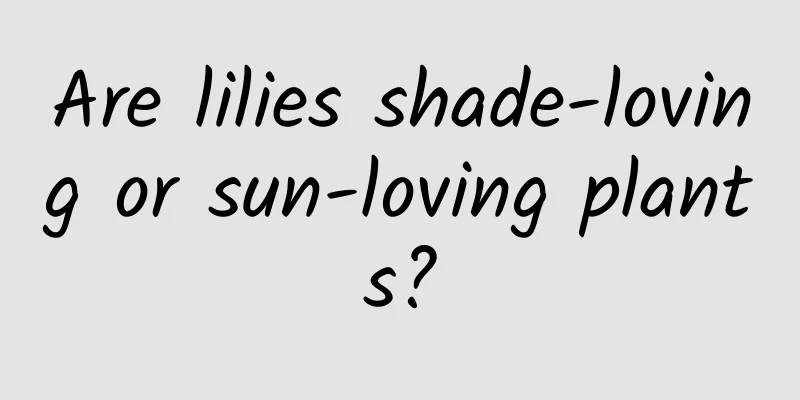 Are lilies shade-loving or sun-loving plants?