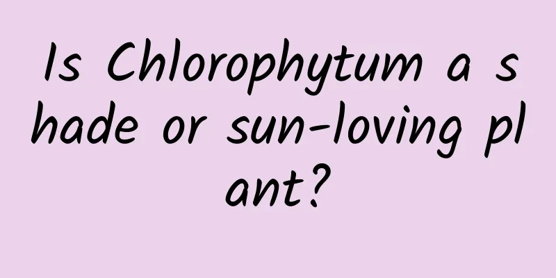 Is Chlorophytum a shade or sun-loving plant?