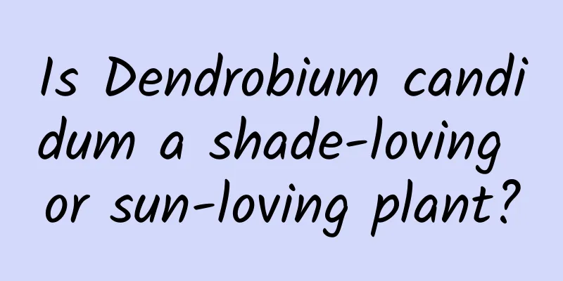 Is Dendrobium candidum a shade-loving or sun-loving plant?