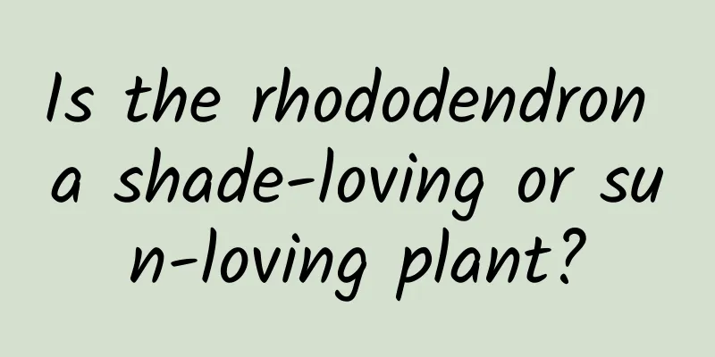 Is the rhododendron a shade-loving or sun-loving plant?