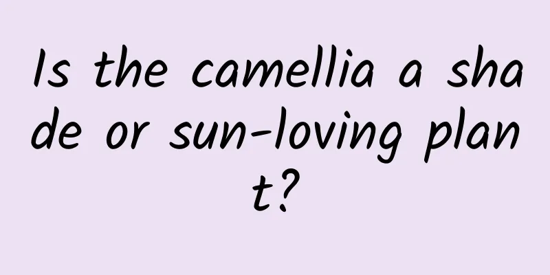 Is the camellia a shade or sun-loving plant?