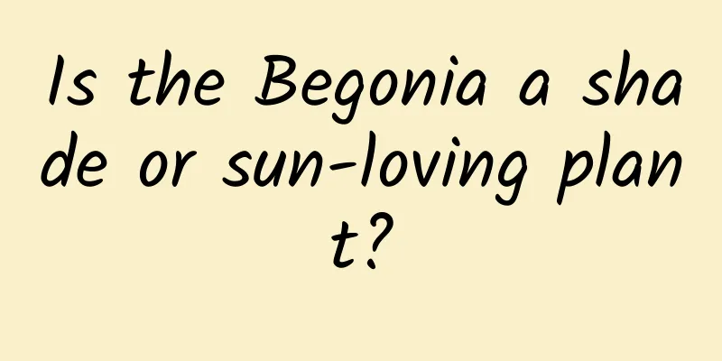 Is the Begonia a shade or sun-loving plant?