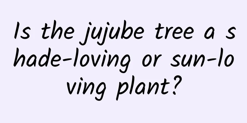 Is the jujube tree a shade-loving or sun-loving plant?