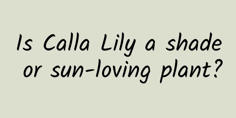 Is Calla Lily a shade or sun-loving plant?