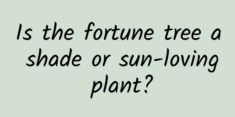 Is the fortune tree a shade or sun-loving plant?