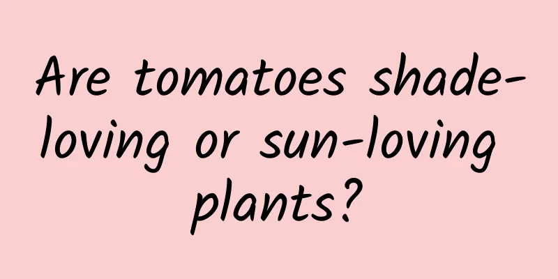 Are tomatoes shade-loving or sun-loving plants?