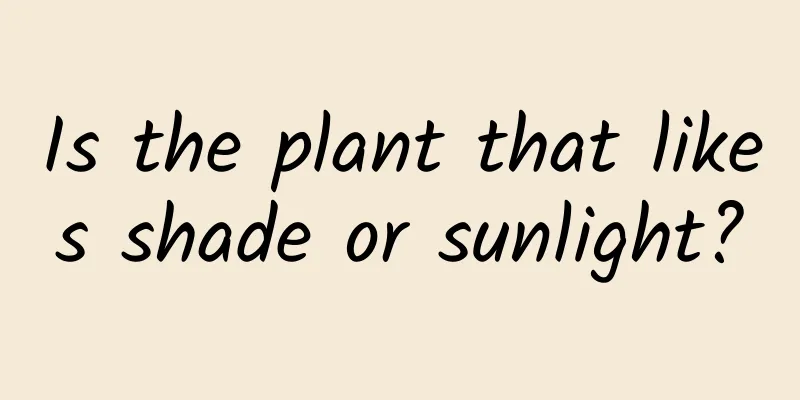 Is the plant that likes shade or sunlight?