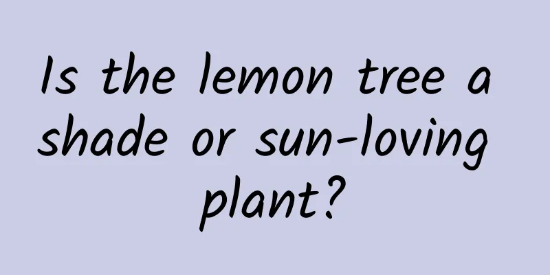Is the lemon tree a shade or sun-loving plant?