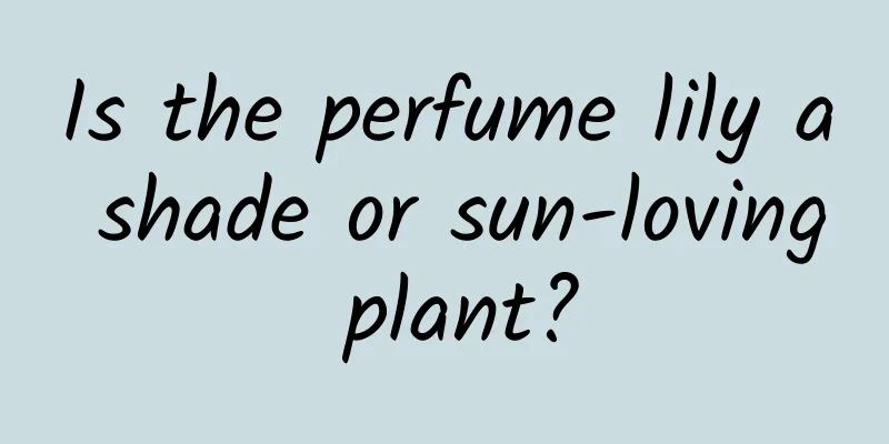 Is the perfume lily a shade or sun-loving plant?