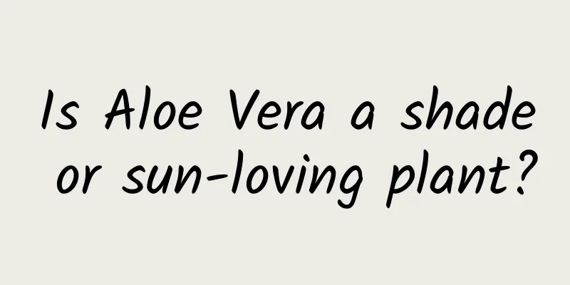 Is Aloe Vera a shade or sun-loving plant?