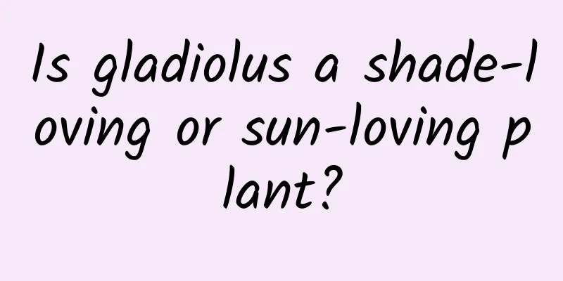 Is gladiolus a shade-loving or sun-loving plant?