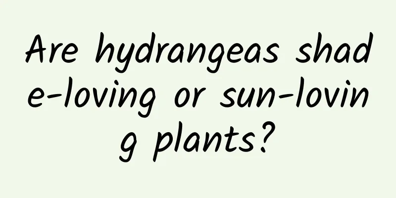 Are hydrangeas shade-loving or sun-loving plants?