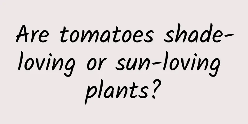 Are tomatoes shade-loving or sun-loving plants?