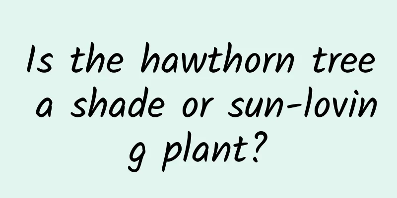 Is the hawthorn tree a shade or sun-loving plant?