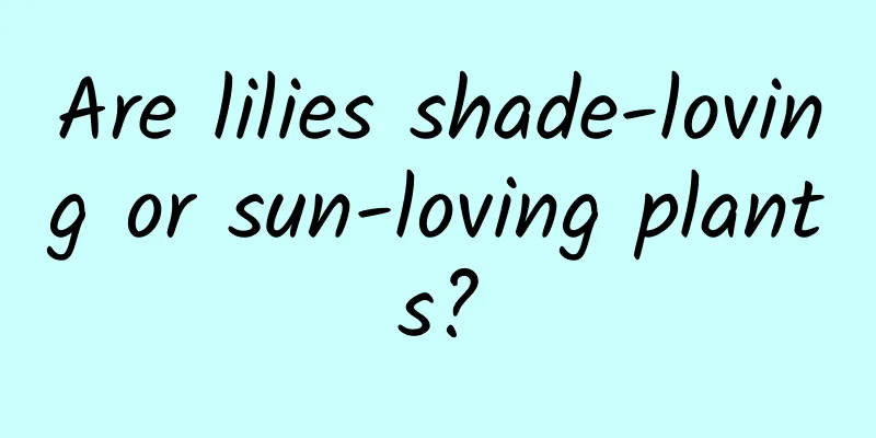 Are lilies shade-loving or sun-loving plants?