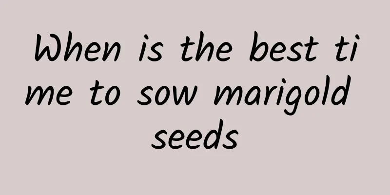 When is the best time to sow marigold seeds