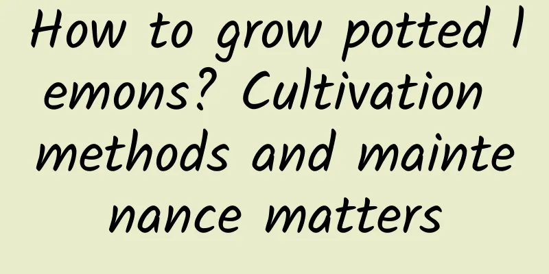 How to grow potted lemons? Cultivation methods and maintenance matters