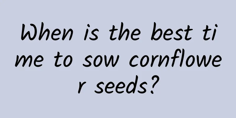 When is the best time to sow cornflower seeds?