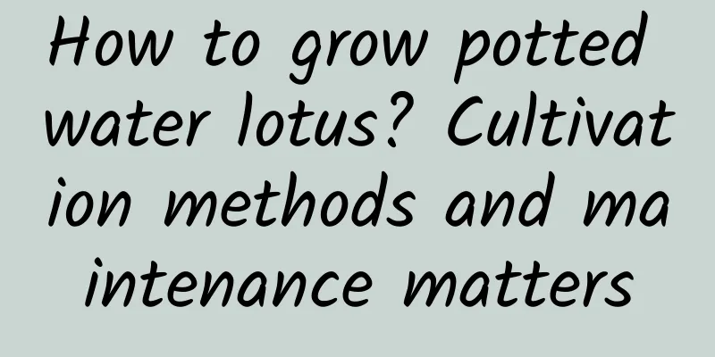 How to grow potted water lotus? Cultivation methods and maintenance matters