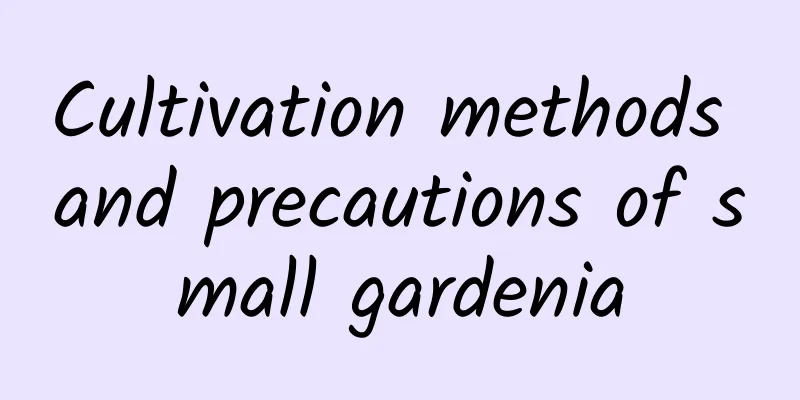 Cultivation methods and precautions of small gardenia