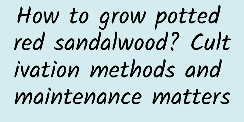 How to grow potted red sandalwood? Cultivation methods and maintenance matters