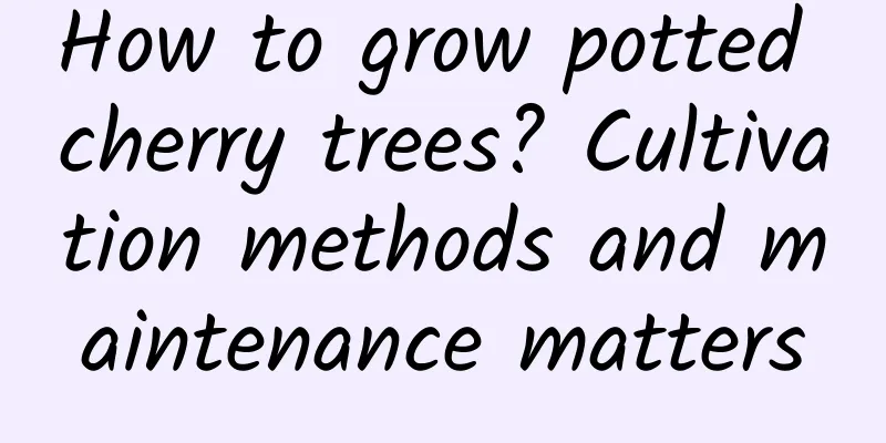 How to grow potted cherry trees? Cultivation methods and maintenance matters