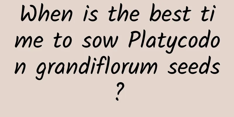 When is the best time to sow Platycodon grandiflorum seeds?