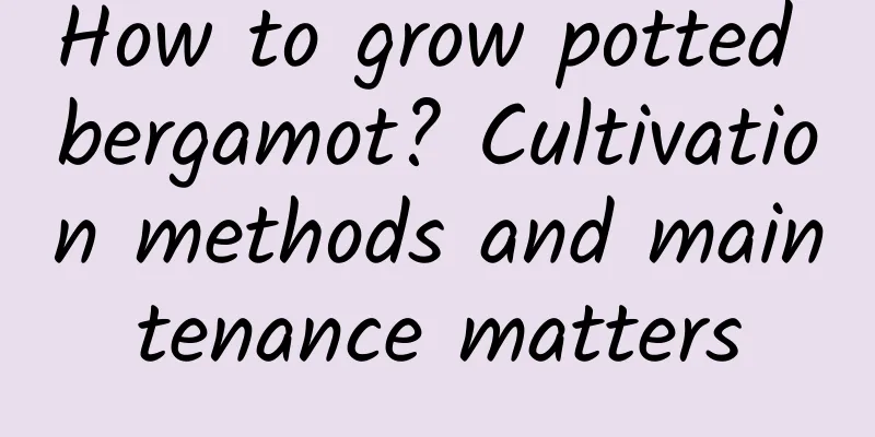 How to grow potted bergamot? Cultivation methods and maintenance matters