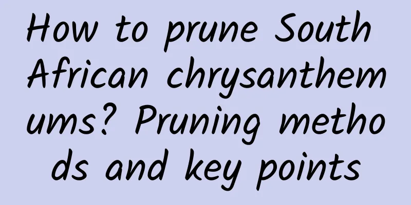 How to prune South African chrysanthemums? Pruning methods and key points