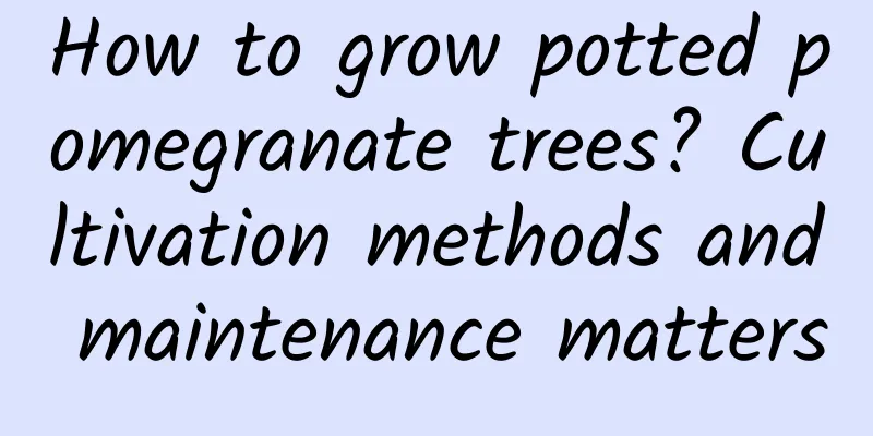 How to grow potted pomegranate trees? Cultivation methods and maintenance matters