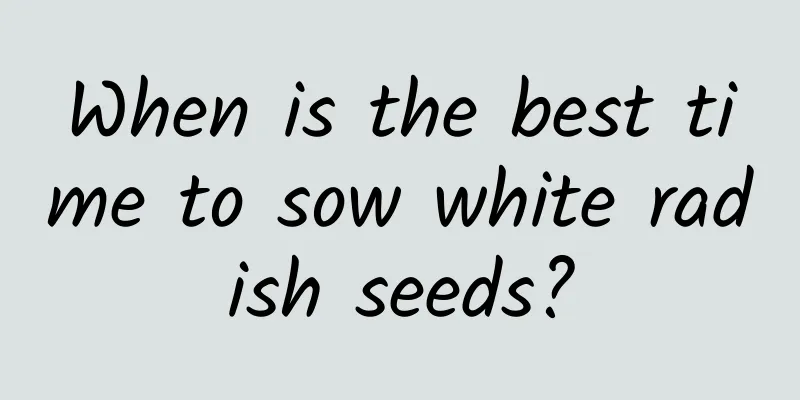 When is the best time to sow white radish seeds?