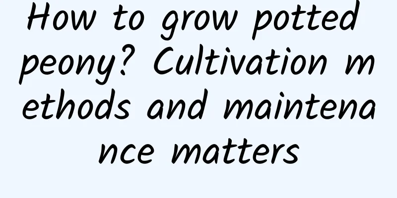 How to grow potted peony? Cultivation methods and maintenance matters