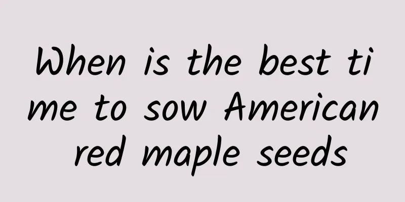 When is the best time to sow American red maple seeds