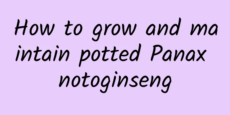 How to grow and maintain potted Panax notoginseng