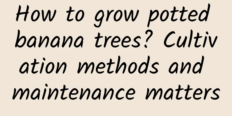 How to grow potted banana trees? Cultivation methods and maintenance matters