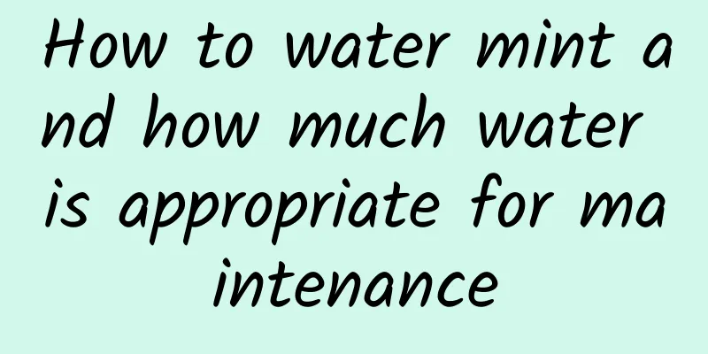How to water mint and how much water is appropriate for maintenance
