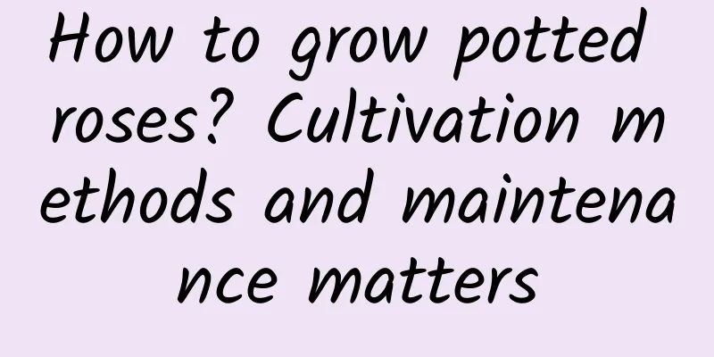 How to grow potted roses? Cultivation methods and maintenance matters