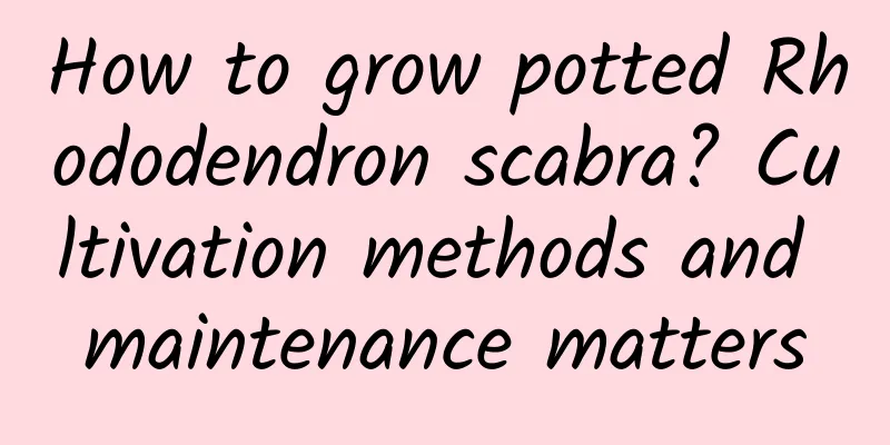 How to grow potted Rhododendron scabra? Cultivation methods and maintenance matters