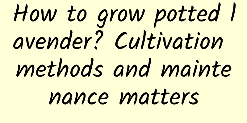 How to grow potted lavender? Cultivation methods and maintenance matters