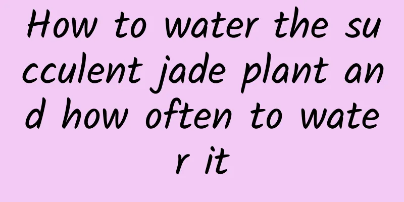 How to water the succulent jade plant and how often to water it