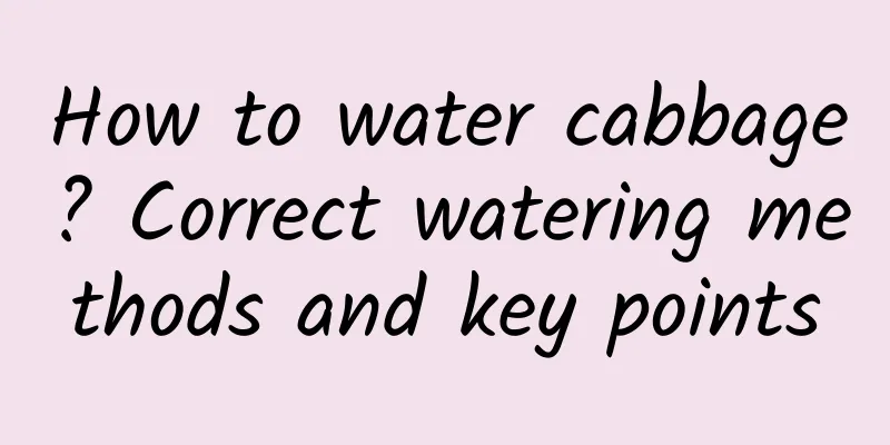 How to water cabbage? Correct watering methods and key points