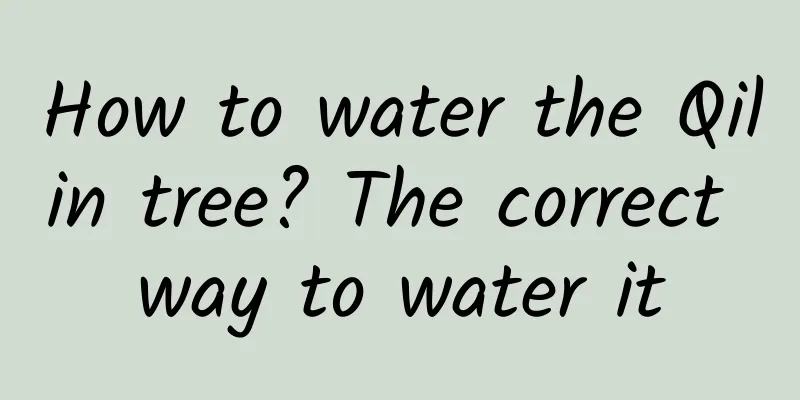 How to water the Qilin tree? The correct way to water it