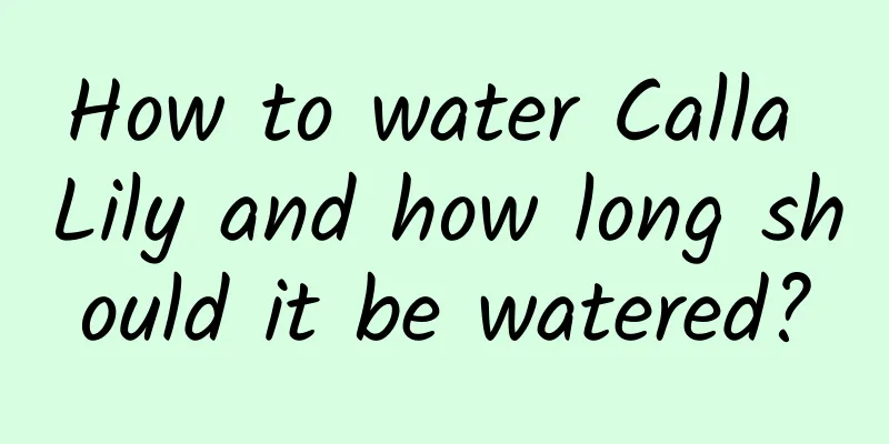 How to water Calla Lily and how long should it be watered?