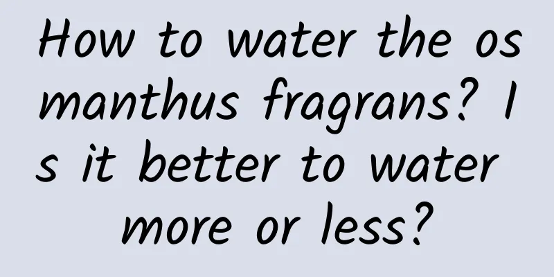 How to water the osmanthus fragrans? Is it better to water more or less?