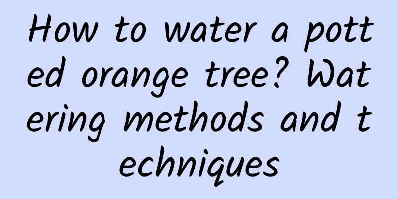 How to water a potted orange tree? Watering methods and techniques