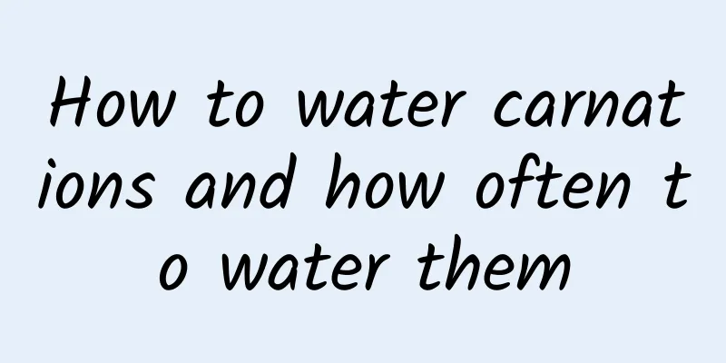 How to water carnations and how often to water them