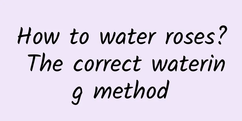 How to water roses? The correct watering method